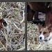 Figaro, the dog who loves to hide in the fresh straw by parisouailleurs