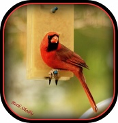 3rd Dec 2011 - Male Cardinal