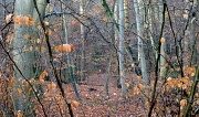 3rd Dec 2011 - Enchanted woodland