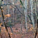 Enchanted woodland by dulciknit