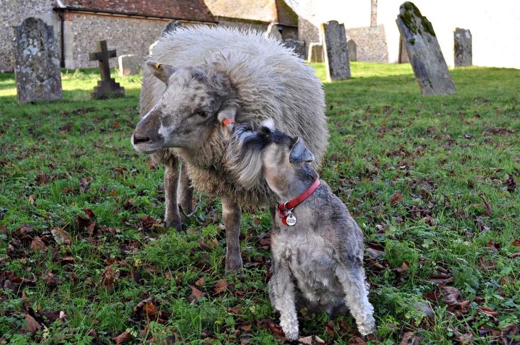 Sheep Dog Love by andycoleborn