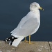 Polka Dot Seagull by melinareyes