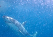 4th Dec 2011 - Meet the apex predator - Carcharodon carcharias - The Great White Shark