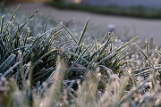 2nd Dec 2011 - Morning Frost 2
