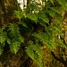 Portland goes rainforest by reba