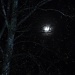 Moonlight again by rosiekind