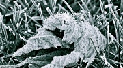 2nd Dec 2011 - Ice crystals