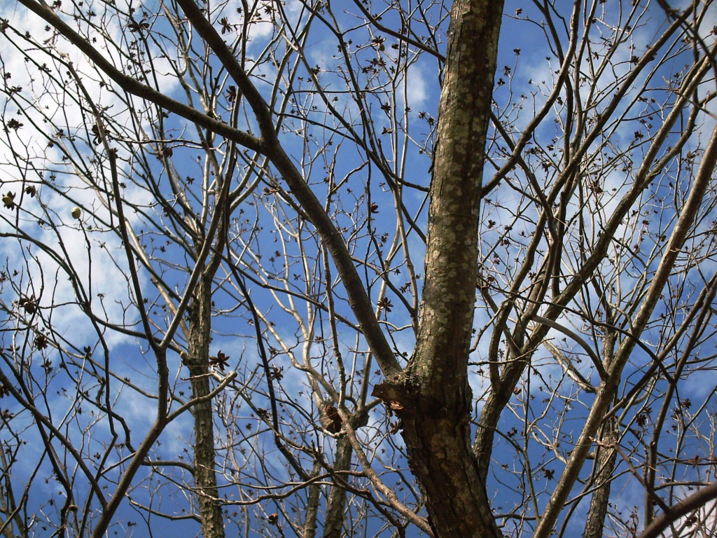 Pecan Tree 12.4.11 by sfeldphotos
