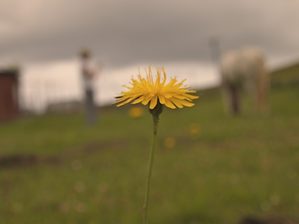 Grazing II by peterdegraaff