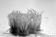2nd Dec 2011 - “Kitchen anemone”