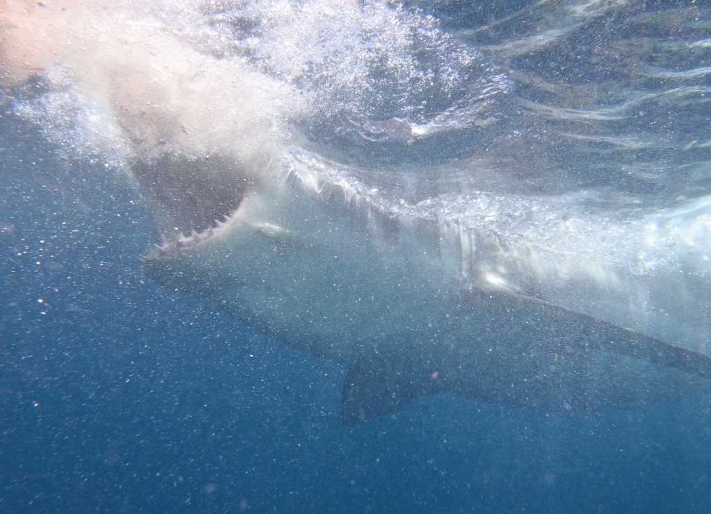 Great White Shark - taken from the safety of the shark cage by lbmcshutter