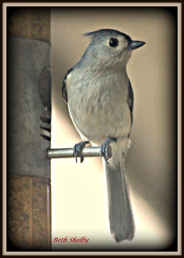 Tufted Titmouse by vernabeth