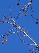 5th Dec 2011 - Sweetgum Tree Balls and Branches - Filler