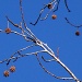 Sweetgum Tree Balls and Branches - Filler by marlboromaam