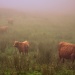 Highland Cattle by andycoleborn