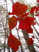 6th Dec 2011 - Oak Leaf Clusters