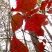 Oak Leaf Clusters by marlboromaam