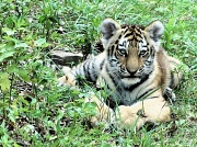 6th Dec 2011 - Tiger baby.