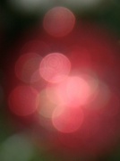 6th Dec 2011 - rosy glow