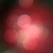 rosy glow by corymbia