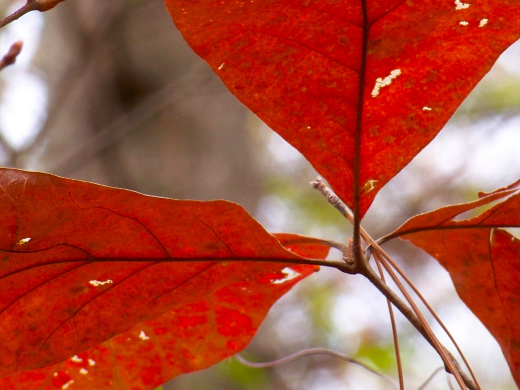 Red Leaf Cluster by marlboromaam