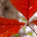 Red Leaf Cluster by marlboromaam