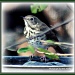Blackpoll warbler? by vernabeth