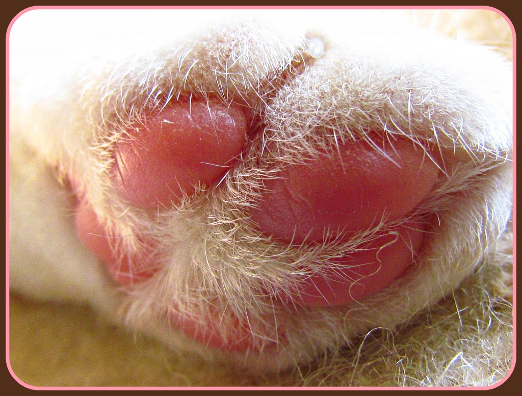 Elsie's Pretty Pink Pitty-Paw by glimpses