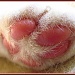 Elsie's Pretty Pink Pitty-Paw by glimpses