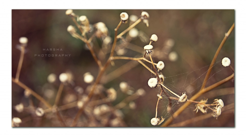 Delicate by harsha