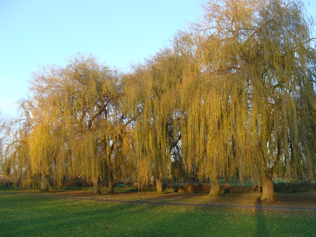 Weeping willows by busylady