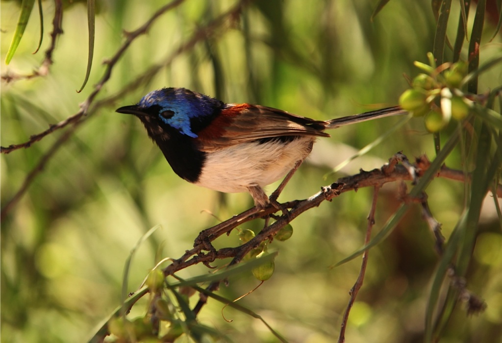 Variegated Fairy Wren - male by lbmcshutter