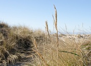8th Dec 2011 - beach Grass on Sunny Winter Day 