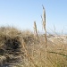 beach Grass on Sunny Winter Day  by jgpittenger