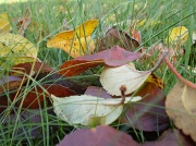 7th Dec 2011 - The last of the Autumn leaves.