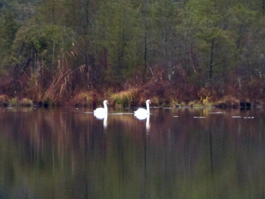 Swans at Pancoast Mill by hjbenson