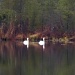 Swans at Pancoast Mill by hjbenson