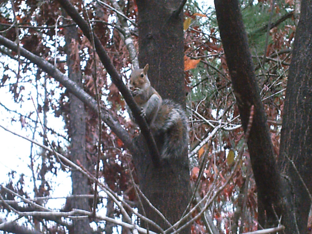 Squirrel in Tree 12.5.11 by sfeldphotos