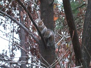 5th Dec 2011 - Squirrel in Tree 12.5.11