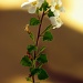 Slender Flower by cjphoto