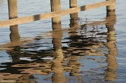 7th Dec 2011 - Watery Reflections