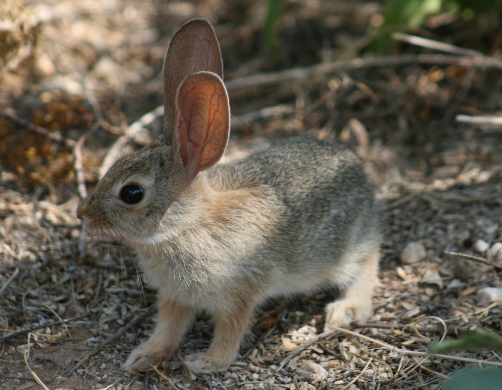 Bunny Rabbit by kerristephens