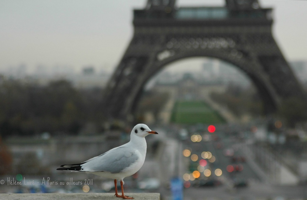 Gull's view by parisouailleurs