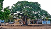 7th Dec 2011 - Banyan Tree