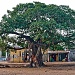 Banyan Tree by harsha