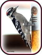 8th Dec 2011 - Woodpecker