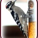 Woodpecker by vernabeth