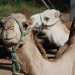 do you like camels? by meoprisan