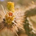 Cactus by kerristephens