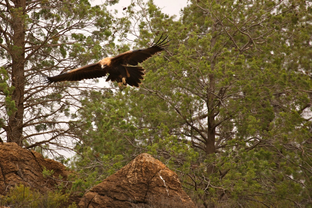 On the trail of the Wedge Tailed Eagle by lbmcshutter